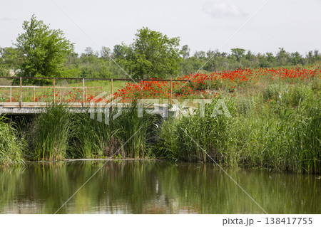 Blooming poppies on a riverbank on a sunny summer day Blooming poppies on a riverbank on a sunny summer day 138417755