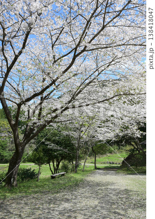 宮崎市田野町の桜 宮崎市田野町の桜 138418047
