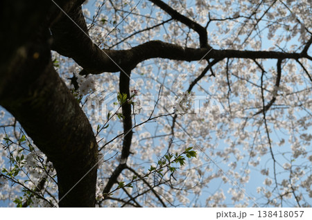 宮崎市田野町の桜 138418057