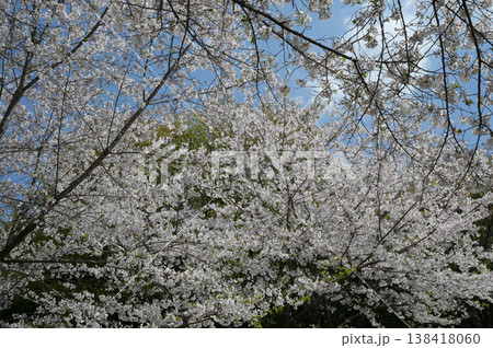 宮崎市田野町の桜 138418060
