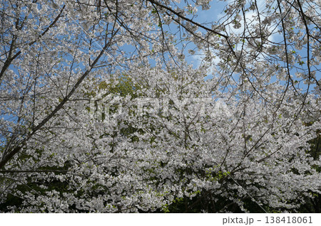 宮崎市田野町の桜 138418061