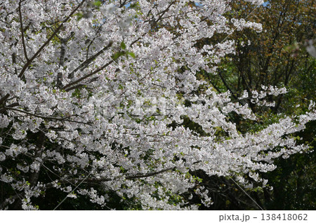 宮崎市田野町の桜 138418062