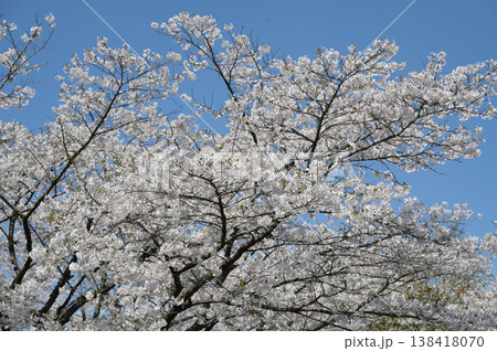 宮崎市田野町の桜 138418070