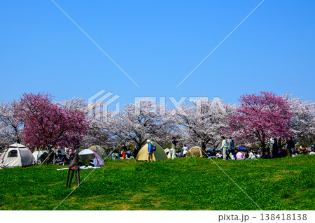 東京都 足立区 舎人公園(とねりこうえん) 千本桜まつり 東京都 足立区 舎人公園(とねりこうえん) 千本桜まつり 138418138
