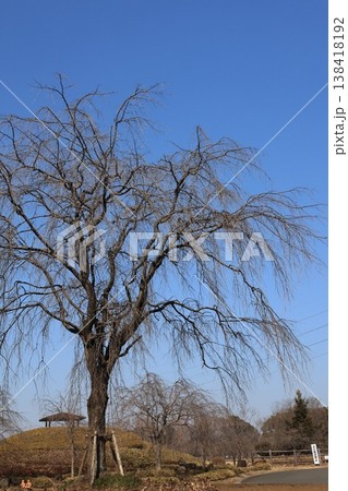 冬枯れの枝垂れ桜の木 冬枯れの枝垂れ桜の木 138418192