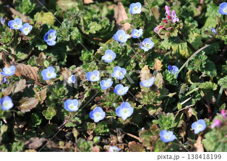 ネモフィラの花 ネモフィラの花 138418199