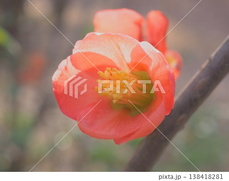 春光注ぐ、木瓜の花(afli20260327153242) 春光注ぐ、木瓜の花(afli20260327153242) 138418281