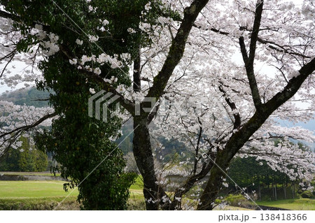 蔦の絡まる山桜 蔦の絡まる山桜 138418366