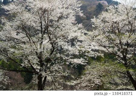 満開の山桜 138418371