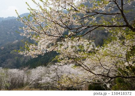 満開の山桜 138418372