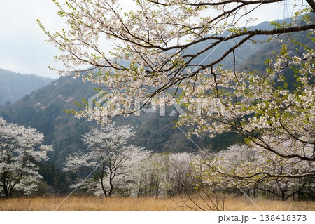 満開の山桜 138418373