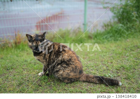 広場で遊ぶさび猫 広場で遊ぶさび猫 138418410