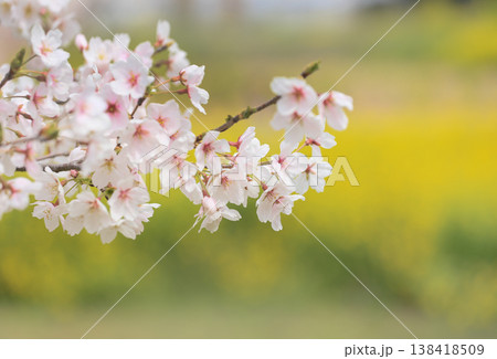 満開の桜 満開の桜 138418509