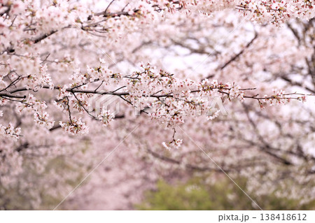 満開の桜 権現堂 満開の桜 権現堂 138418612