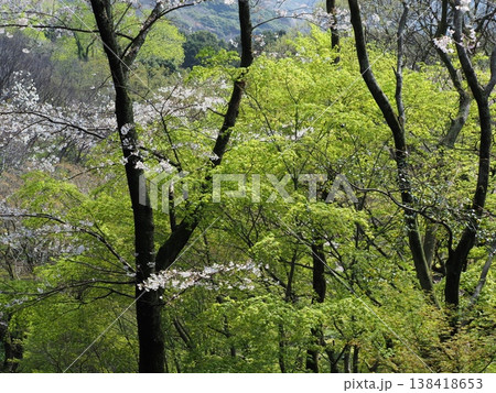 緑が美しい春の新緑 緑が美しい春の新緑 138418653