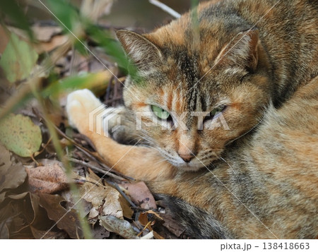 森の中にいたやさぐれた野良猫 138418663
