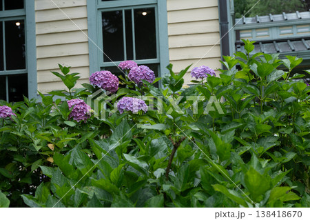 アジサイ府中市郷土の森博物館 138418670