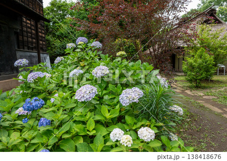 アジサイ府中市郷土の森博物館 138418676
