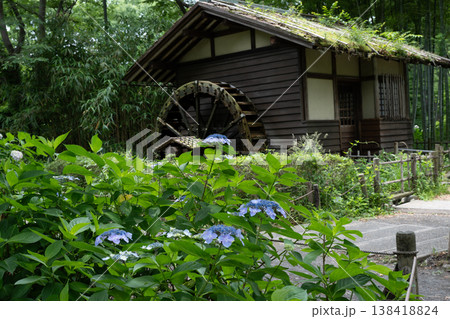 アジサイ府中市郷土の森博物館 アジサイ府中市郷土の森博物館 138418824