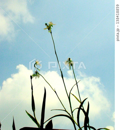 夏空を背にした鷺草 夏空を背にした鷺草 138418859