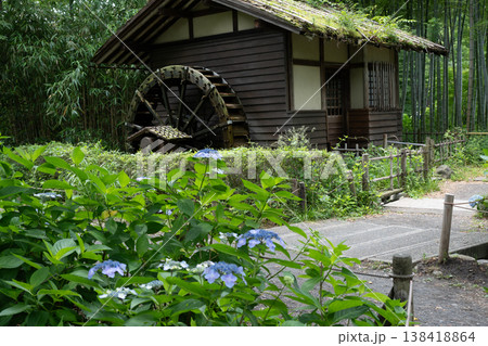 アジサイ府中市郷土の森博物館 アジサイ府中市郷土の森博物館 138418864