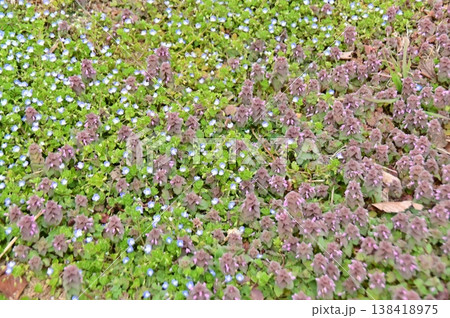 春の花のオオイヌノフグリとヒメオドリコソウ 春の花のオオイヌノフグリとヒメオドリコソウ 138418975