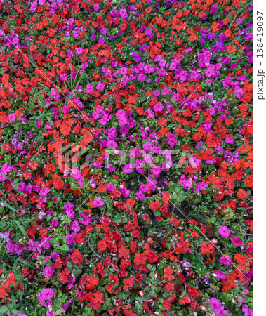 Colorful flowers brighten the garden 138419097
