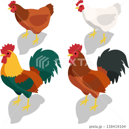 Isometric farm chicken livestock illustration 138419104