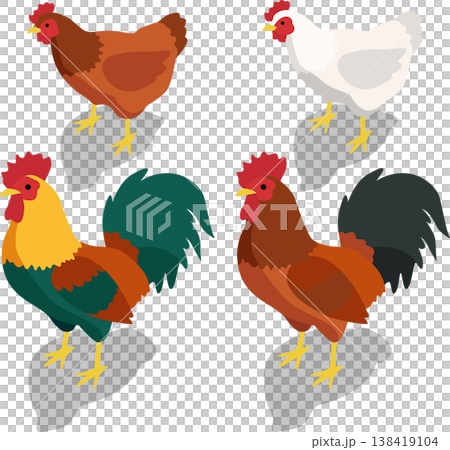 Isometric farm chicken livestock illustration Isometric farm chicken livestock illustration 138419104