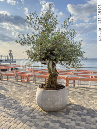 Olive tree on coastal walkway near the sea 138419108