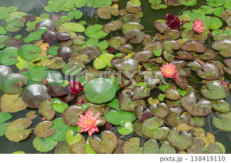 Water lilies float on a pond at noon in summer Water lilies float on a pond at noon in summer 138419110