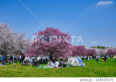 東京都 足立区 舎人公園(とねりこうえん) 千本桜まつり 東京都 足立区 舎人公園(とねりこうえん) 千本桜まつり 138419174