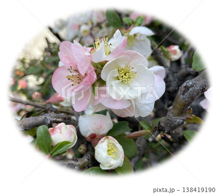 楕円の花 木瓜 楕円の花 木瓜 138419190