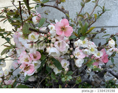 庭に咲いたピンクの花 庭に咲いたピンクの花 138419198