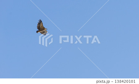 Vulture bird in flight over canyon Gorges du Verdon, Provence in France Vulture bird in flight over canyon Gorges du Verdon, Provence in France 138420101