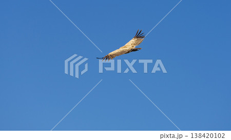 Vulture bird in flight over canyon Gorges du Verdon, Provence in France Vulture bird in flight over canyon Gorges du Verdon, Provence in France 138420102