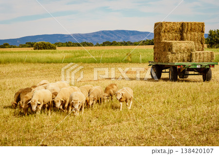 Sheep are grazing in a field while a hay cart stands nearby under a clear sky in rural farmland Sheep are grazing in a field while a hay cart stands nearby under a clear sky in rural farmland 138420107