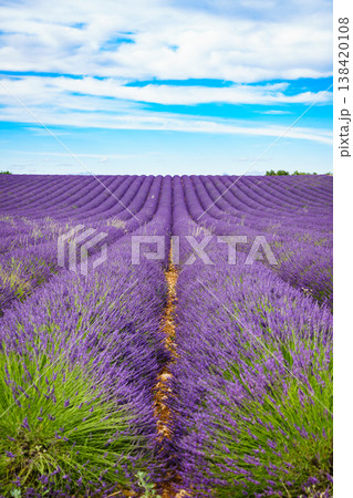 Lavender field and blue sky during the day in the countryside with rows of plants growing in the ground Lavender field and blue sky during the day in the countryside with rows of plants growing in the ground 138420108