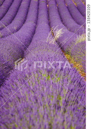 Fields of lavender stretch as far as the eye can see in a rural area during bright daylight in summer 138420109