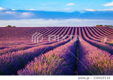 Lavender field and blue sky during the day in the countryside with rows of plants growing in the ground 138420110