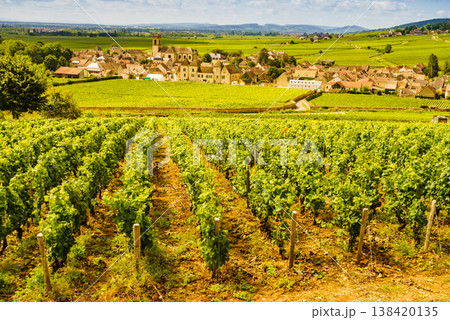 Summer vineyards landscape and village Pommard. Burgundy road. Cote de Beaune, Cote d'Or, France. 138420135
