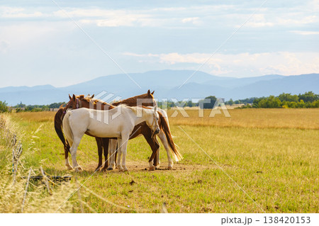 Horses graze in a green field during a sunny day in the countryside Horses graze in a green field during a sunny day in the countryside 138420153