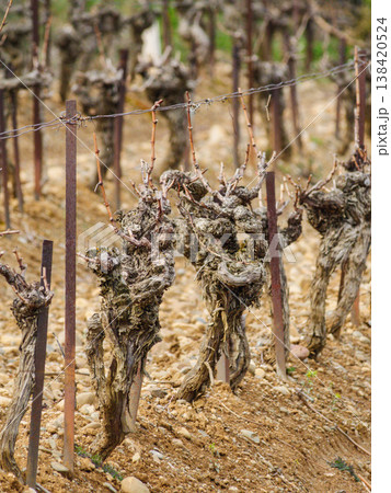 Grapevines in a vineyard during the growing season with twisted branches supporting future grapes 138420524