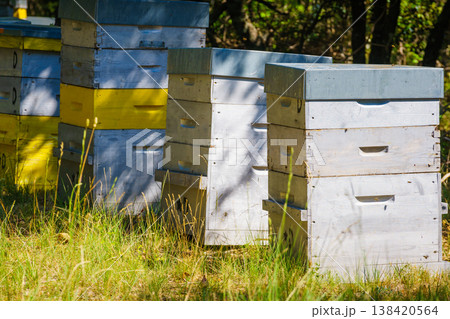 Row of bee hives in green forest. Honey beehives on nature, Provence France. Beekeeping or apiculture. 138420564