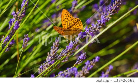 European silver-washed fritillary butterfly on lavender flower during a sunny day in a garden European silver-washed fritillary butterfly on lavender flower during a sunny day in a garden 138420565