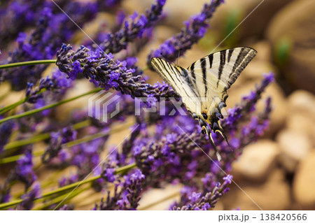 Papilio machaon butterfly on lavender flower during a sunny day in a garden Papilio machaon butterfly on lavender flower during a sunny day in a garden 138420566