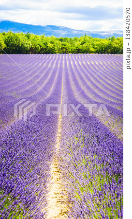 Provence landscape with lavender fields, France 138420570