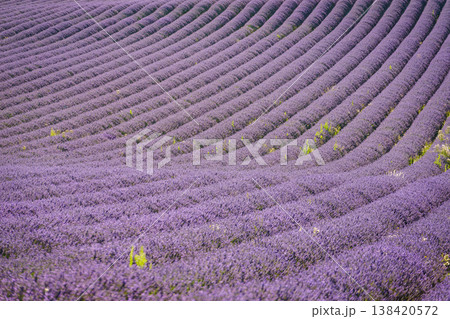 Fields of lavender stretch as far as the eye can see in a rural area during bright daylight in summer 138420572