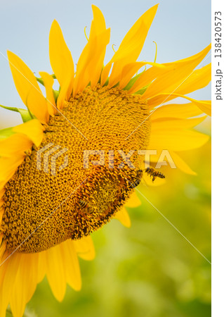 Close up of yellow sunflower with honey bee working collecting pollen. Provence in France. Close up of yellow sunflower with honey bee working collecting pollen. Provence in France. 138420573