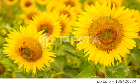 Sunflower in field with bees gathering pollen during bright sunny day in summer 138420574